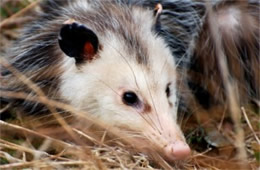 Didelphis virginiana - Virginia Opossum