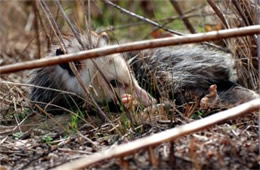 Didelphis virginiana - Virginia Opossum