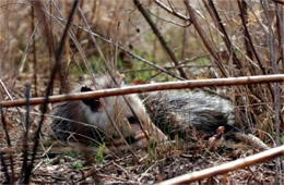 Didelphis virginiana - Virginia Opossum