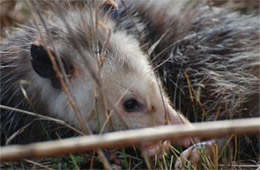 Didelphis virginiana - Virginia Opossum