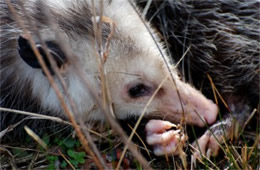 Didelphis virginiana - Virginia Opossum