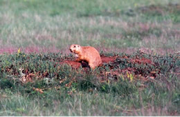 prairie dog