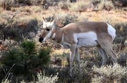 Pronghorn - Antilocapra americana