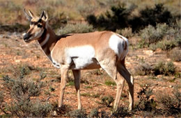 Pronghorn - Antilocapra americana