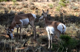 Pronghorn - Antilocapra americana