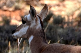 Pronghorn - Antilocapra americana