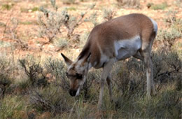 Pronghorn - Antilocapra americana