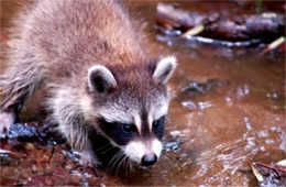 Procyon lotor - Raccoon Juvenile