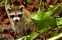 Procyon lotor - Raccoon Juvenile