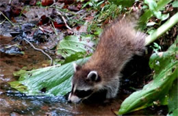 Procyon lotor - Raccoon Juvenile