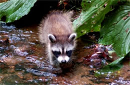 Procyon lotor - Raccoon Juvenile