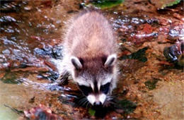 Procyon lotor - Raccoon Juvenile