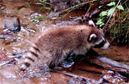 Procyon lotor - Raccoon Juvenile