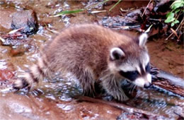 Procyon lotor - Raccoon Juvenile