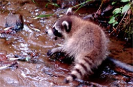 Procyon lotor - Raccoon Juvenile