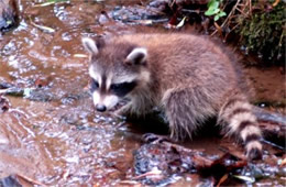 Procyon lotor - Raccoon Juvenile