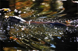 Lontra canadensis - North American River Otter