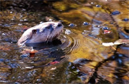 Lontra canadensis - North American River Otter