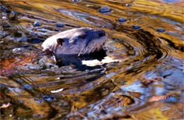 Lontra canadensis - North American River Otter