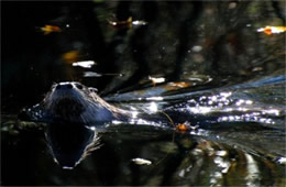 Lontra canadensis - North American River Otter