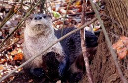 Lontra canadensis - North American River Otter