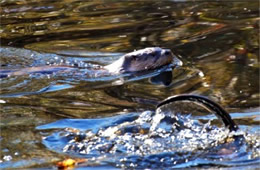 Lontra canadensis - North American River Otter