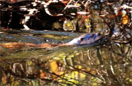 Lontra canadensis - North American River Otter