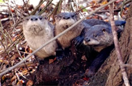 Lontra canadensis - North American River Otter