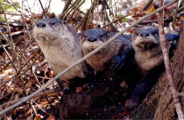 Lontra canadensis - North American River Otter