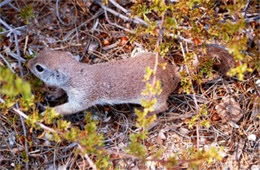 Spermophilus tereticaudus - Round-tailed Ground Squirrel