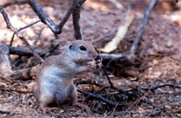 Spermophilus tereticaudus - Round-tailed Ground Squirrel