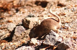 Spermophilus tereticaudus - Round-tailed Ground Squirrel