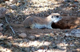 Spermophilus tereticaudus - Round-tailed Ground Squirrel