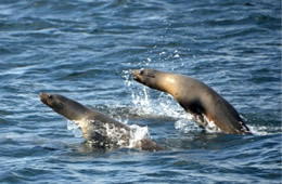 California Sea Lion - Zalophus californianus