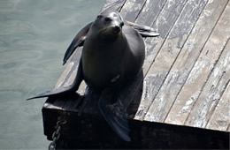 California Sea Lion - Zalophus californianus