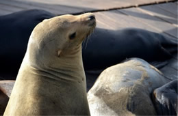 California Sea Lion - Zalophus californianus