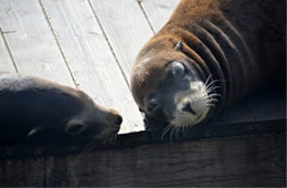 California Sea Lion - Zalophus californianus