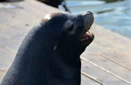 California Sea Lion - Zalophus californianus