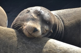 California Sea Lion - Zalophus californianus