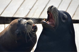 California Sea Lion - Zalophus californianus