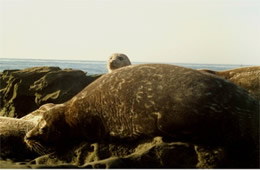 sea lions