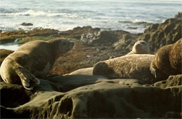 sea lion