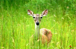 Texas Deer