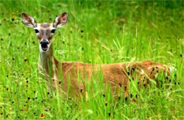 Texas Deer