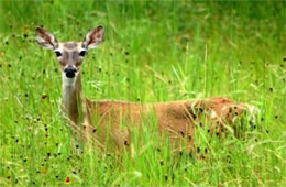 Texas Deer