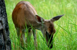 Texas Deer