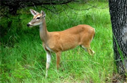 Texas Deer