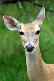 Texas Deer