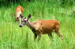 Texas Deer