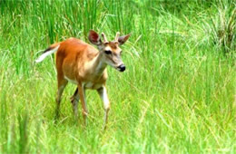 Texas Deer